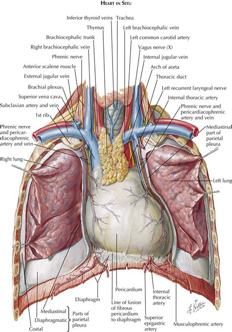 book of chest anatomy